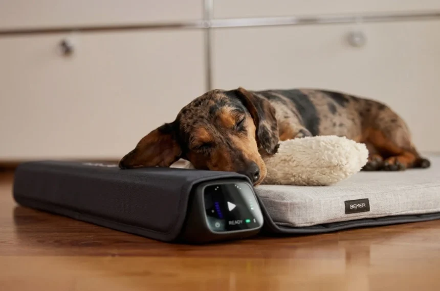 Bemer Dog Linve vásárlás és bérlés